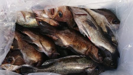 オーフリー 釣果