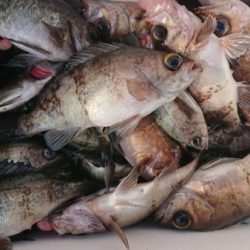 オーフリー 釣果