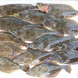 松本釣船２ 釣果