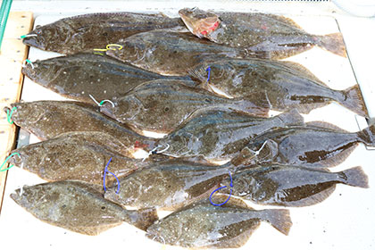 松本釣船２ 釣果