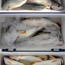 来温丸(らいおんまる) 釣果