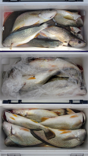 来温丸（らいおんまる） 釣果