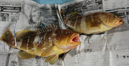 明神釣船 釣果