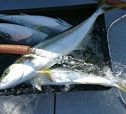 海龍丸（福岡） 釣果