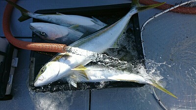 海龍丸（福岡） 釣果