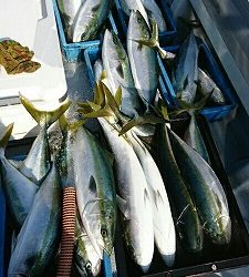 海龍丸（福岡） 釣果