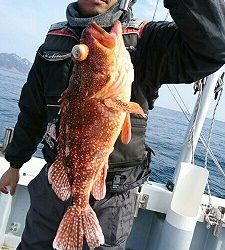 海龍丸（福岡） 釣果