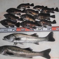 ルアー船マヒマヒ 釣果