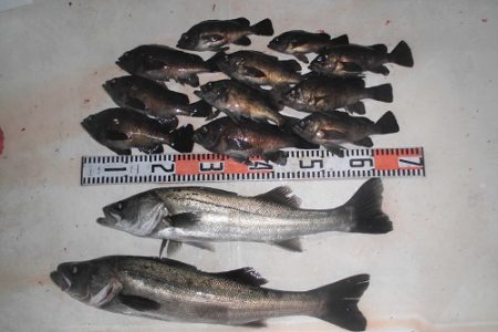 ルアー船マヒマヒ 釣果