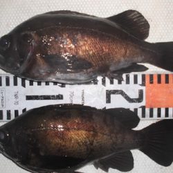 ルアー船マヒマヒ 釣果