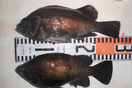 ルアー船マヒマヒ 釣果