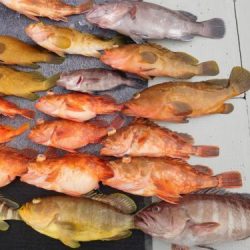 第二一之紀丸(ダイニイチノキマル) 釣果