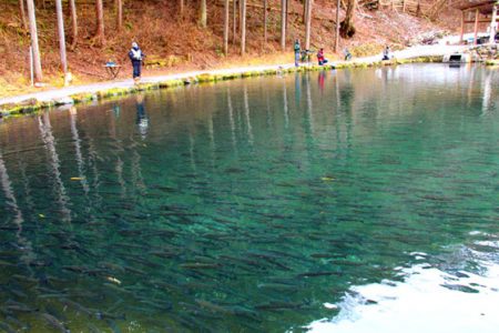 小菅トラウトガーデン 釣果