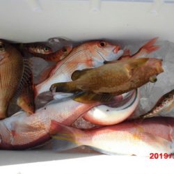 大進丸(新潟) 釣果