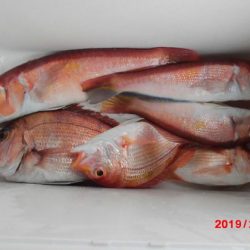 大進丸（新潟） 釣果