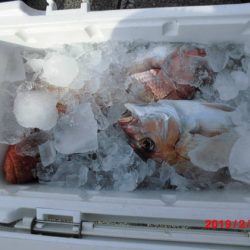 大進丸(新潟) 釣果