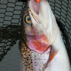 小菅トラウトガーデン 釣果