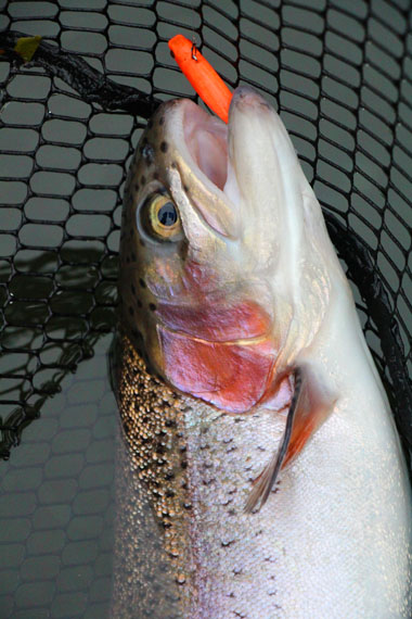 小菅トラウトガーデン 釣果