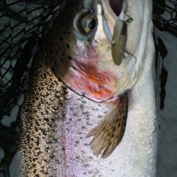 小菅トラウトガーデン 釣果