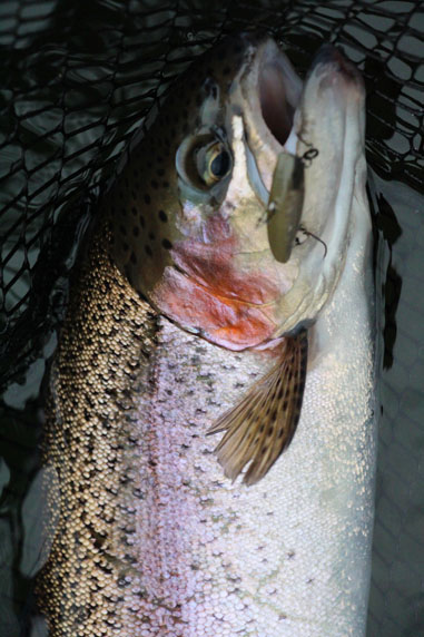 小菅トラウトガーデン 釣果