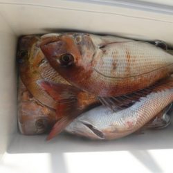 遊漁船 幸友丸 釣果