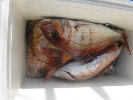 遊漁船 幸友丸 釣果