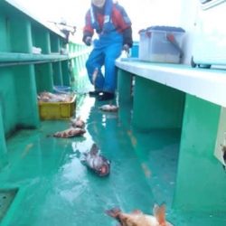 第二むつ漁丸 釣果