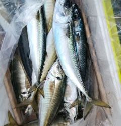 松福丸 釣果