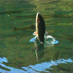 小菅トラウトガーデン 釣果