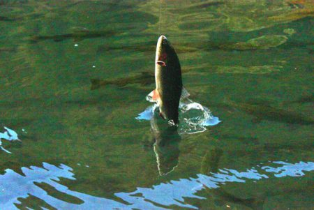 小菅トラウトガーデン 釣果