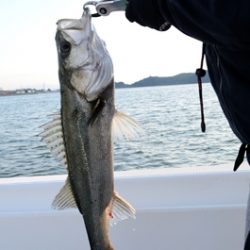 Marine T Design　マリンティーデザイン 釣果