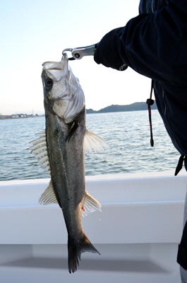 Marine T Design　マリンティ…