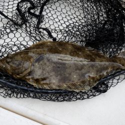 Marine T Design　マリンティーデザイン 釣果