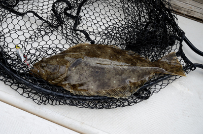 Marine T Design　マリンティーデザイン 釣果