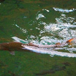 小菅トラウトガーデン 釣果