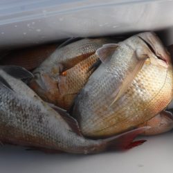 遊漁船 幸友丸 釣果