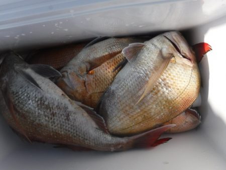 遊漁船 幸友丸 釣果