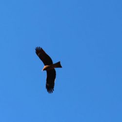 小菅トラウトガーデン 釣果