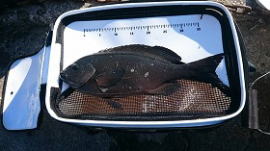 第八有漁丸 釣果