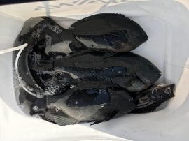 第八有漁丸 釣果