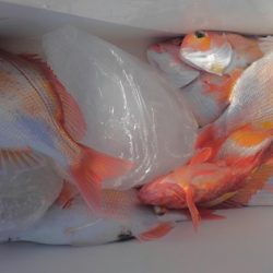 遊漁船 新鋭丸 釣果