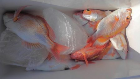 遊漁船 新鋭丸 釣果