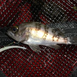 二見メバリング3