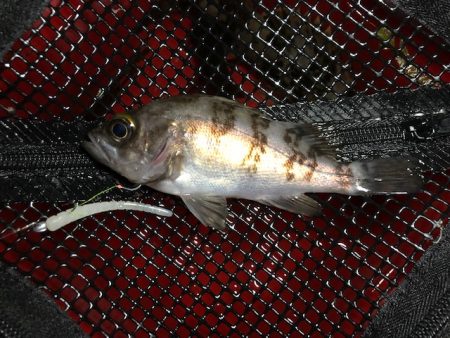 二見メバリング3