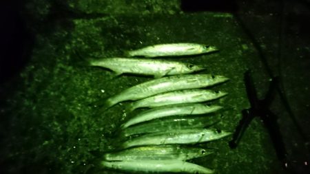 何日ぶりかの釣り