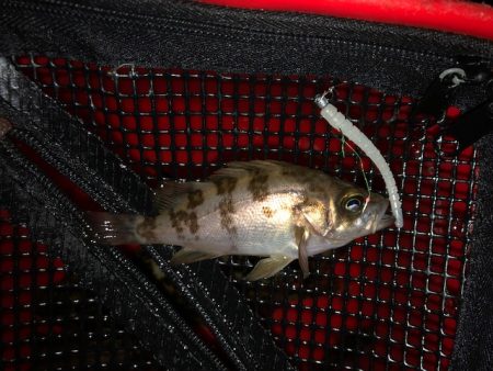 二見メバリング3