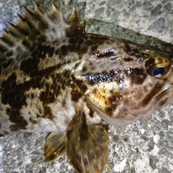 タケノコメバリング！！