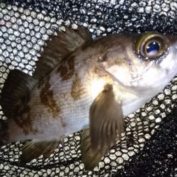 今夜は二見漁港でメバリング