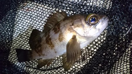 今夜は二見漁港でメバリング