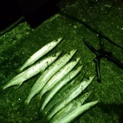 何日ぶりかの釣り